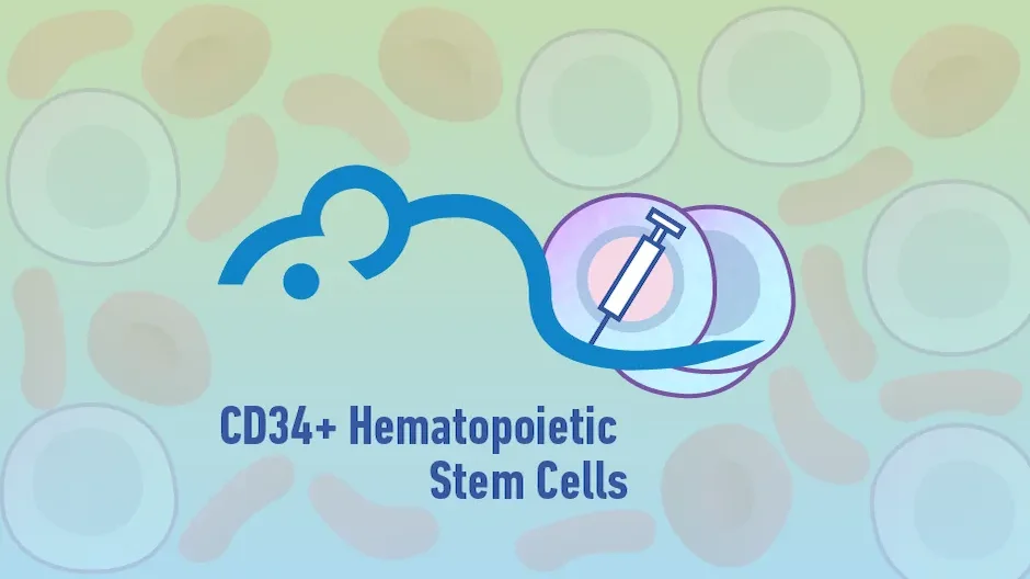 Immune Cell Humanized Mice: CD34+ Hematopoietic Stem Cell Engrafted Mice