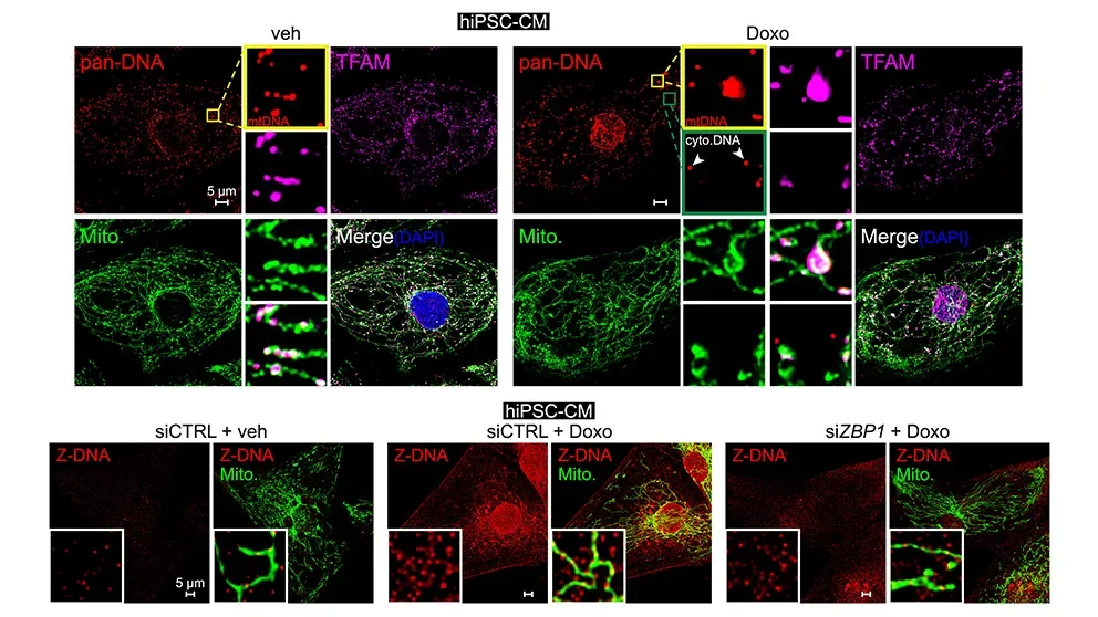 A focus on mitochondria