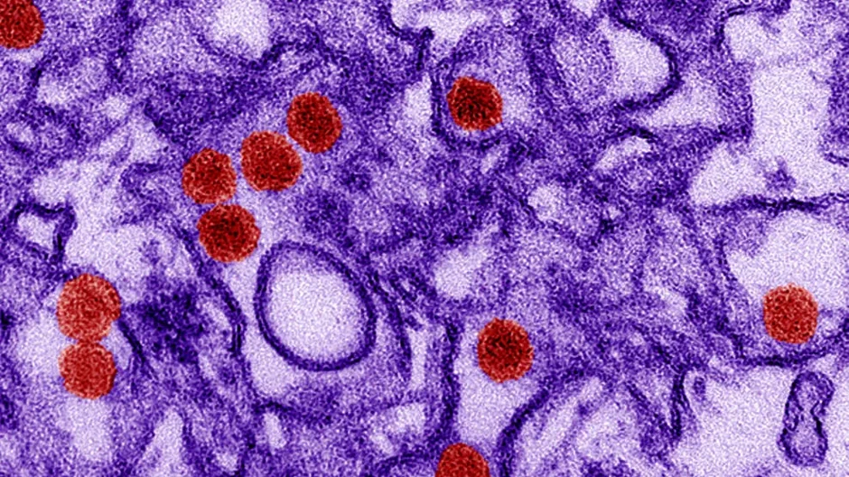 Finally! Two mouse models to combat Zika virus
