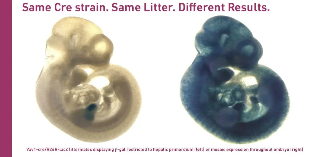 Cre-lox myths busted