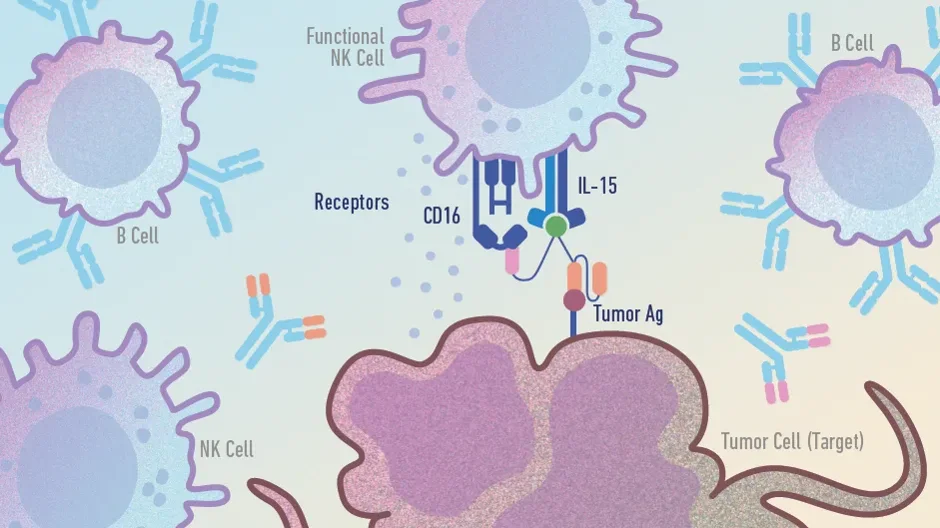 Mouse Models that Bridge the Gap in Immunotherapy Discovery