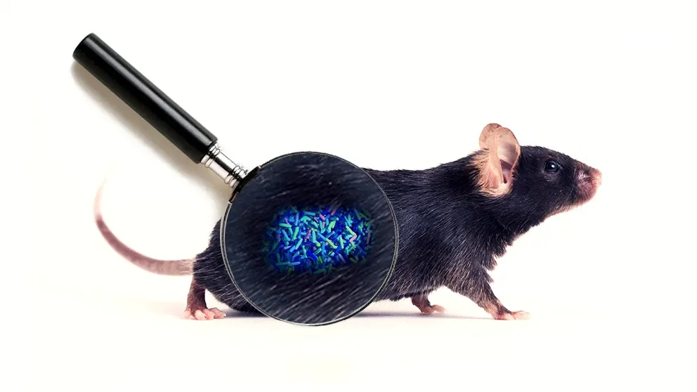 Microbiome Stability: JAX Mice are in a League of Their Own