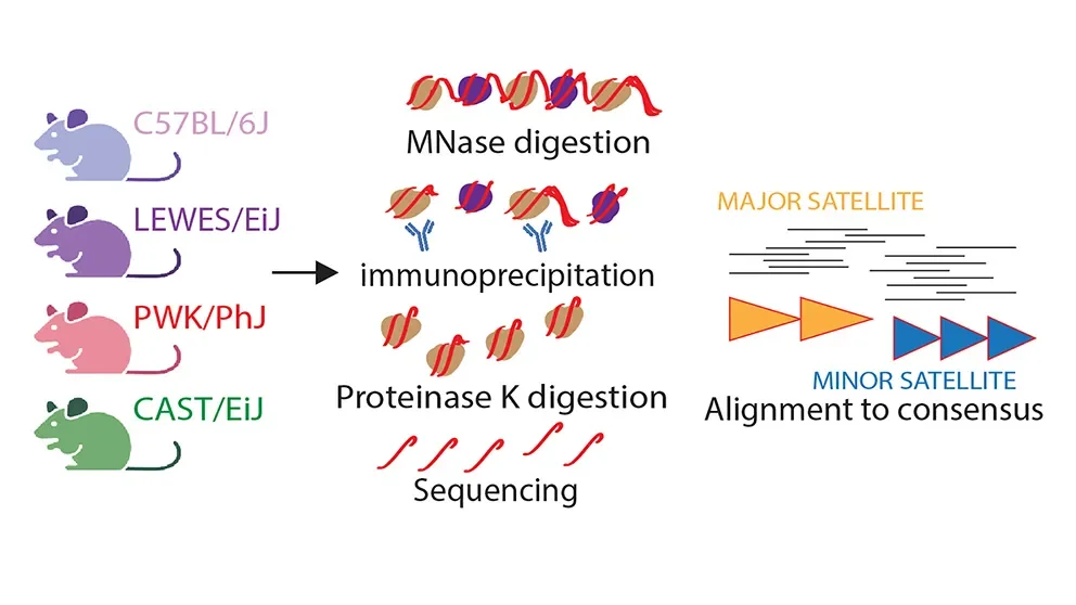 New centromere insights uncovered thanks to diverse mouse strains