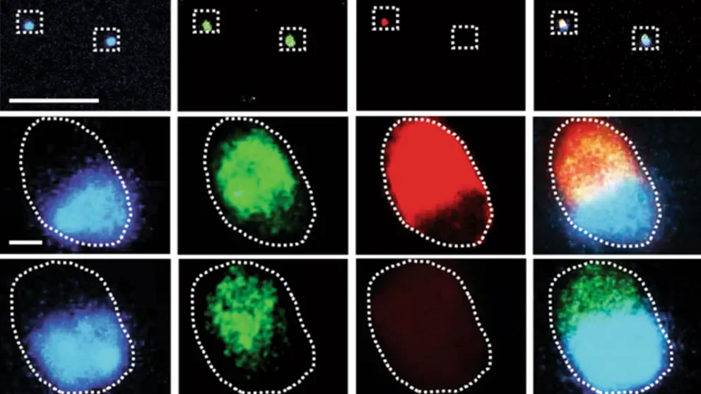 New retinal ganglion cell subtypes emerge from single-cell RNA sequencing