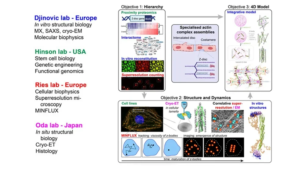 Muscle up: Global collaboration powers understanding of muscle development