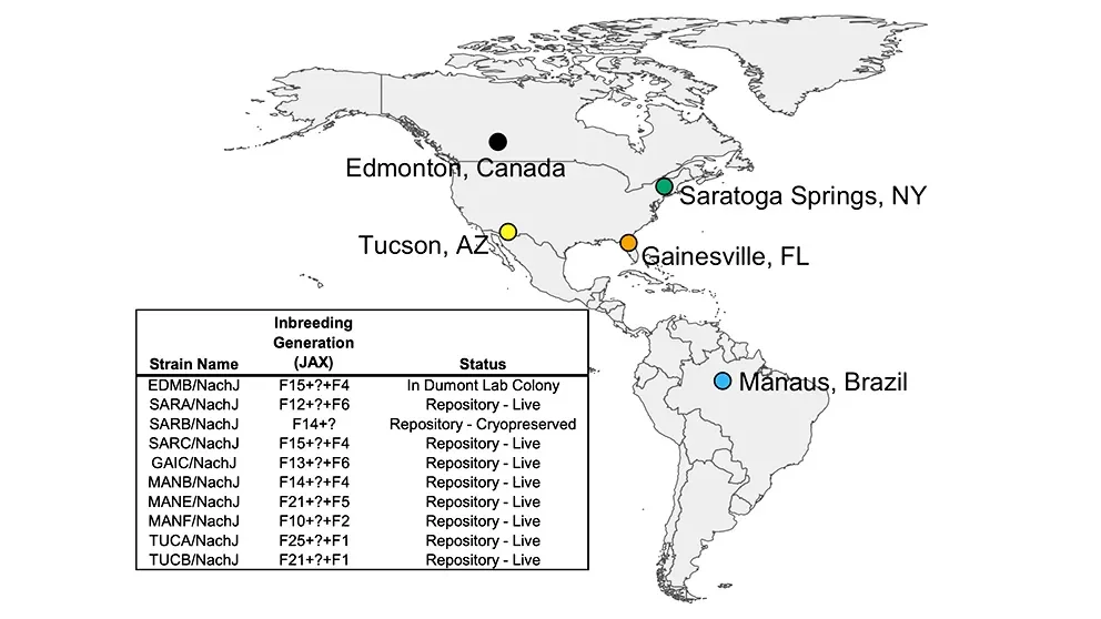 The Jackson Laboratory creates mice that better reflect human genetic variation