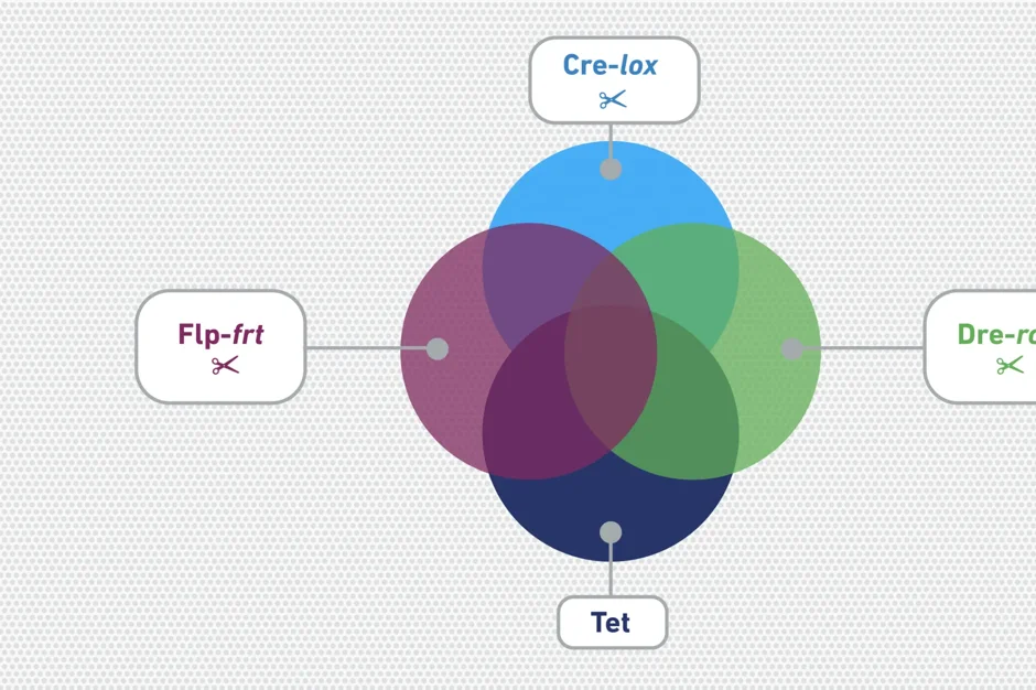 Cre-lox and Other Recombinase Systems: An Overview