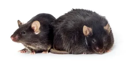 Working with diabetic mice: 10 Do’s and Don’ts you shouldn’t ignore