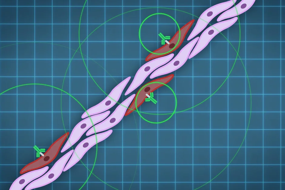 Artist’s representation of non-neutralizing antibodies targeting the flu virus. 