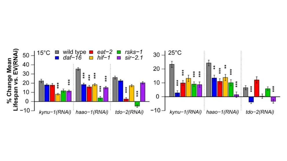 Targeting tryptophan metabolism exhibits the potential to extend lifespan