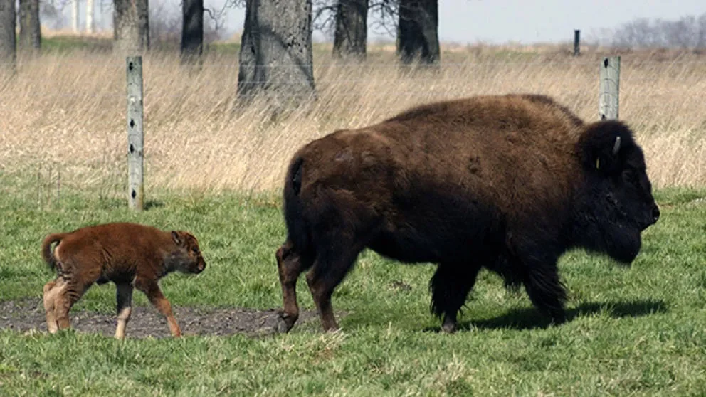 What makes a good mentor?