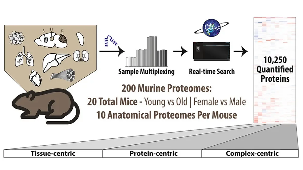 Protein changes provide insight into the aging process and sex differences