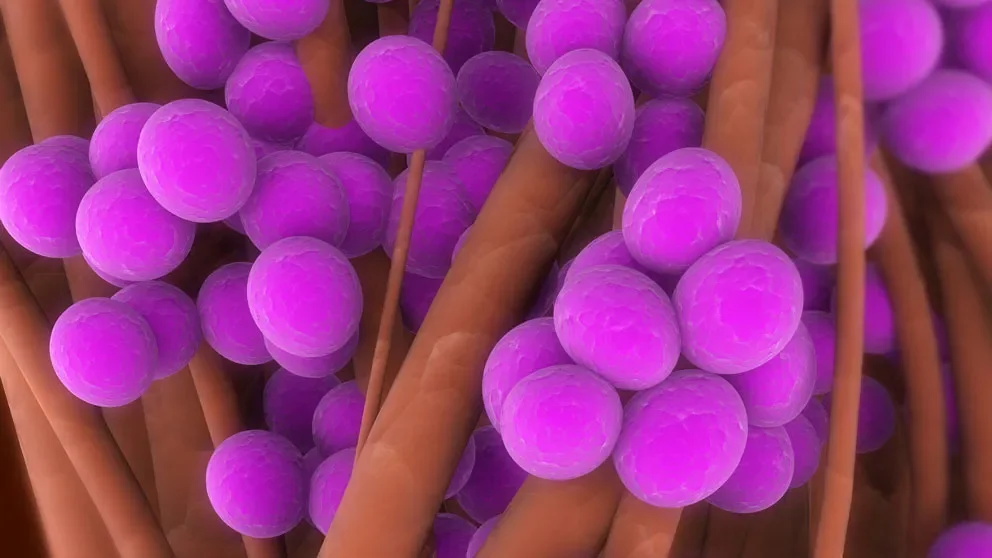 JAX, Azitra receive Department of Defense grant: Bioengineered commensals to fight Staphylococcus au