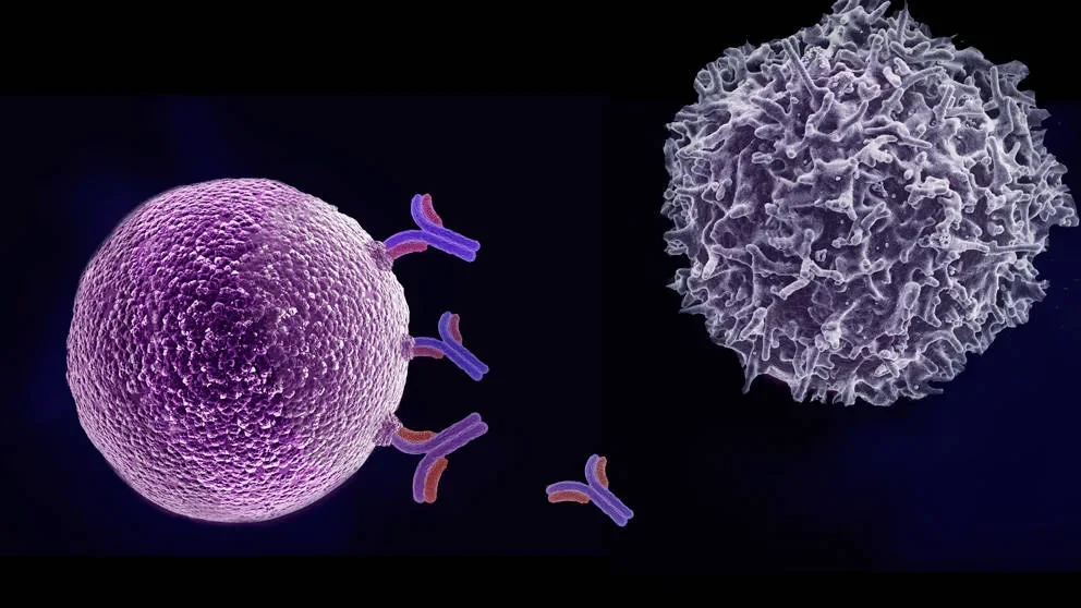 Oncoimmunology and the next steps forward for cancer immunotherapy