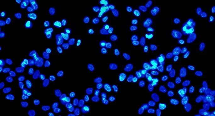 Noble Nobel Mice Series: Turn Back the Clock for Me: The Power of Pluripotent Stem Cells