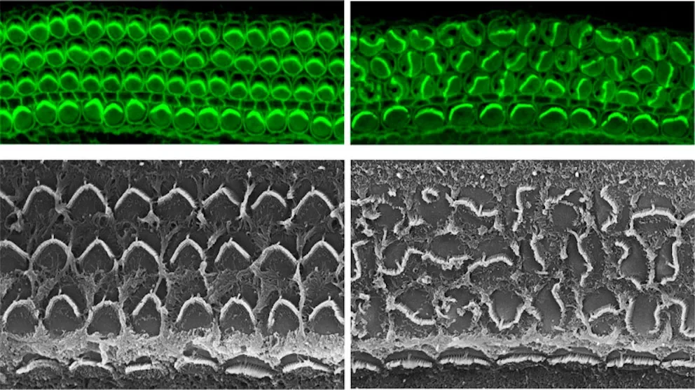 Protein Daple coordinates inner-ear single-cell and organ-wide directionality