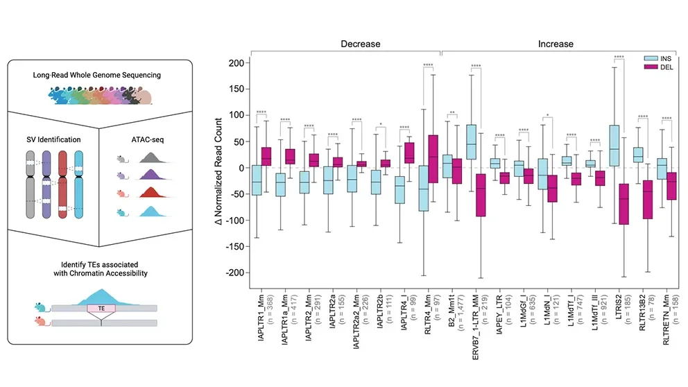 Resolving genetic diversity in mouse strains