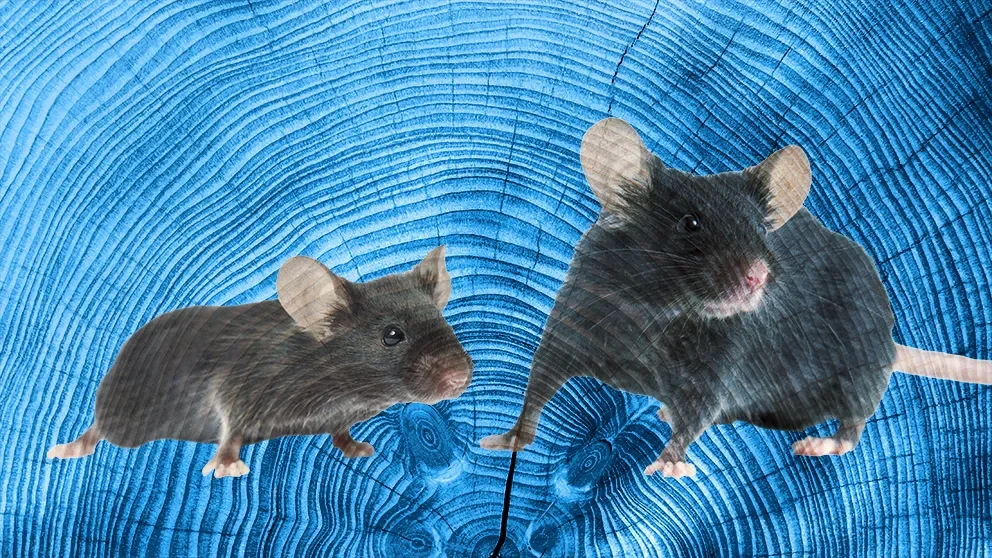 Know Thy Mouse: Variability in Aged Mice