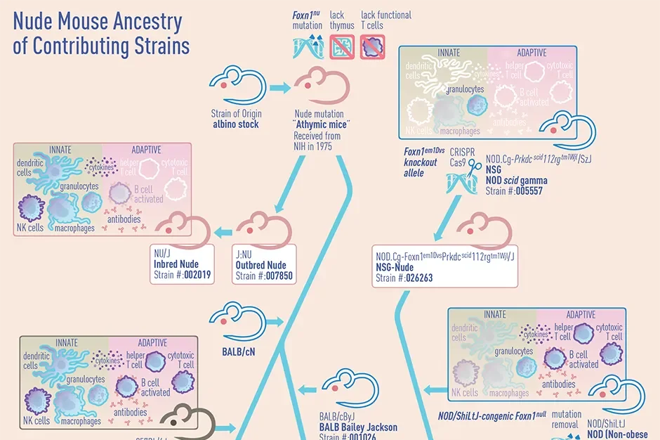 Nude Mice - More than What Meets the Naked Eye