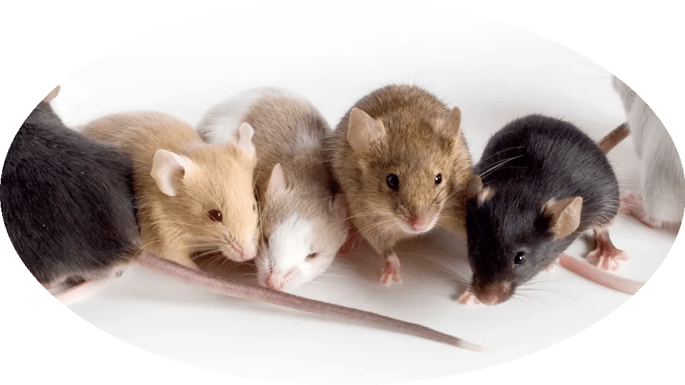 refreshingyourstrains_blogpost