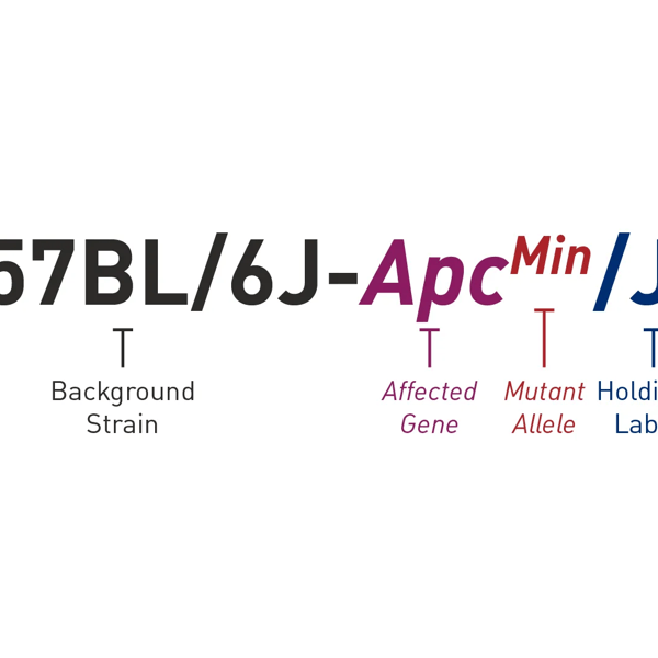 Top 7 tips for understanding mouse nomenclature