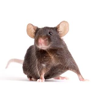 Preparing to Receive your JAX® Mice
