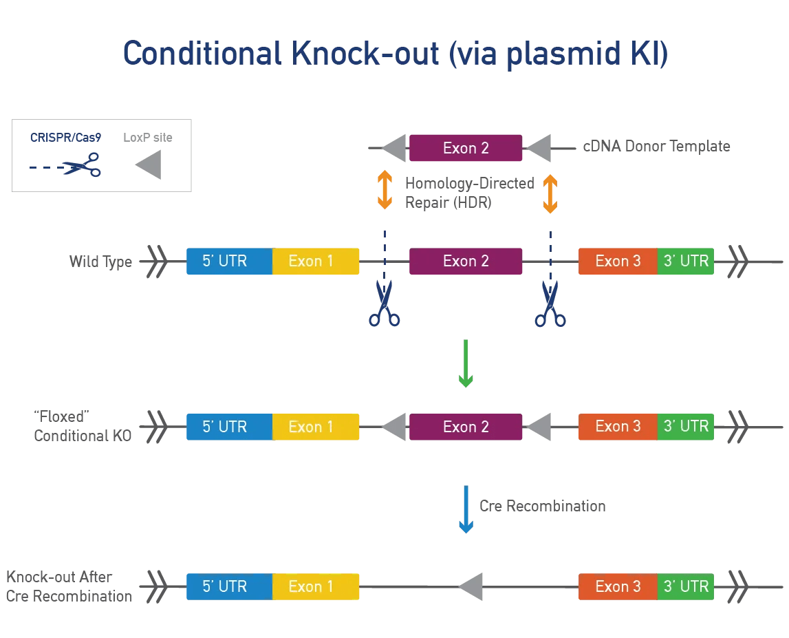 Conditional Knock-out (via plasmid KI)