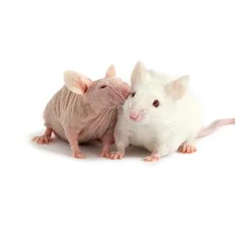 The Jackson Laboratory - Immunodeficient & Nude Mouse Models