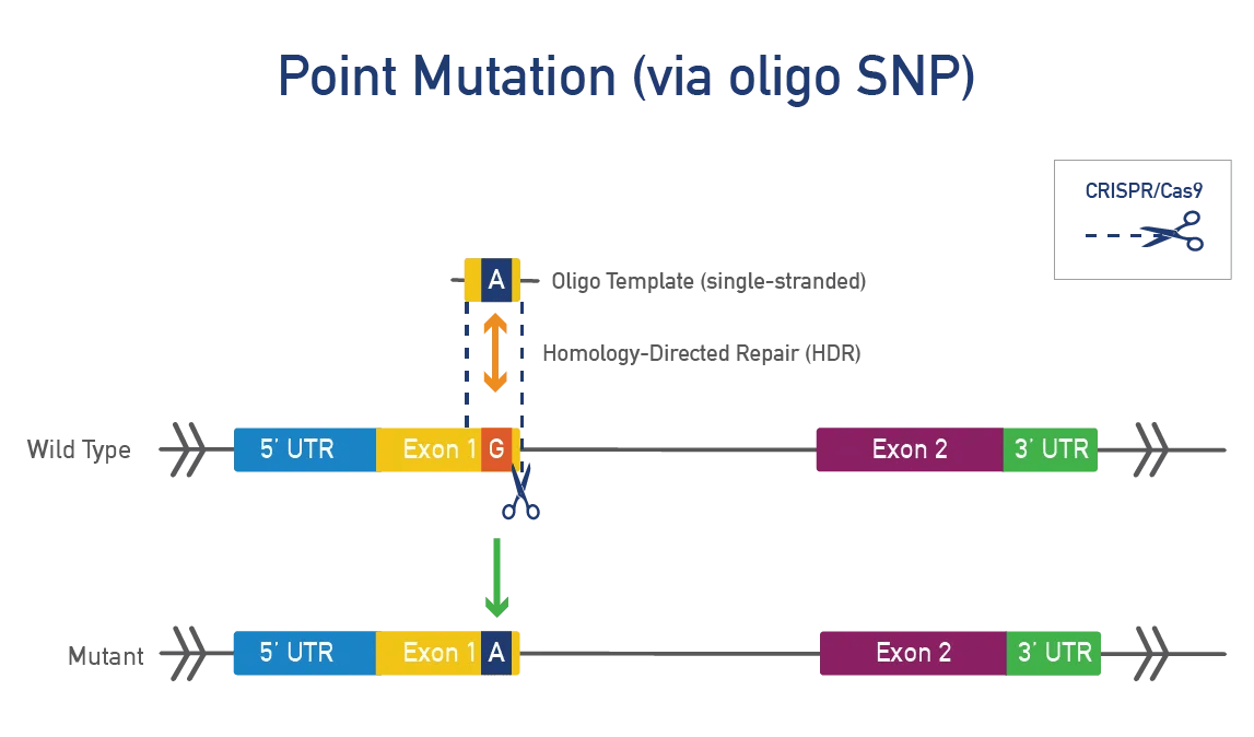 Point Mutation (via oligo SNP)