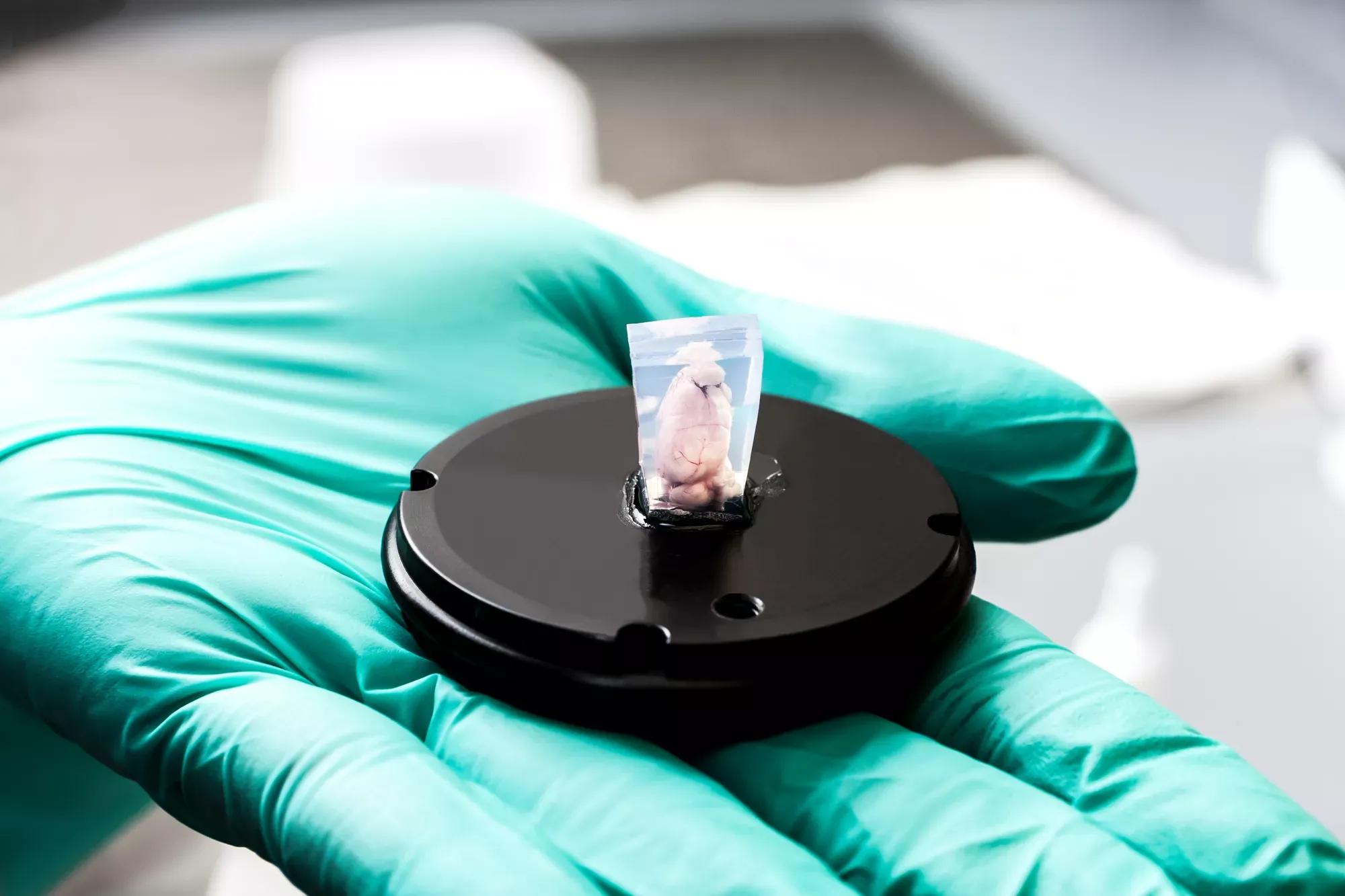 Mouse Tissue & Human Cell Models | The Jackson Laboratory