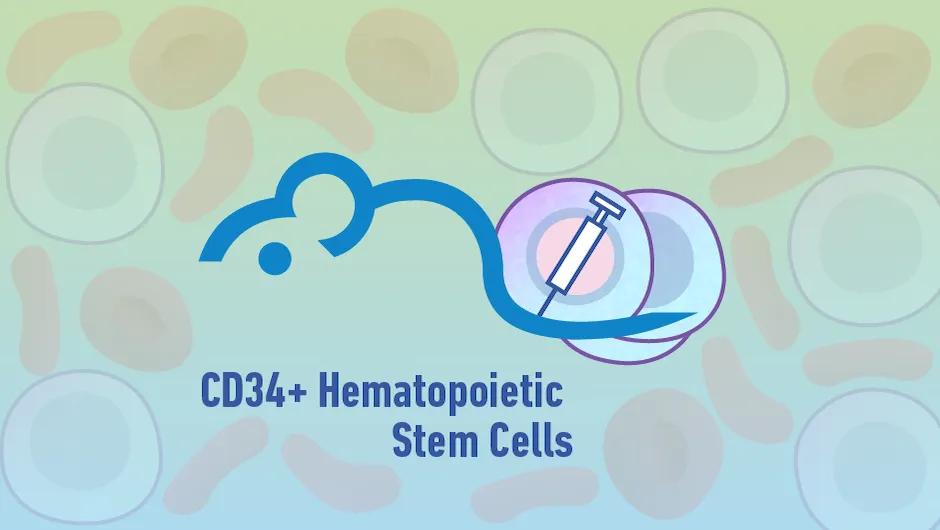 Immune Cell Humanized Mice: CD34+ Hematopoietic Stem Cell Engrafted Mice