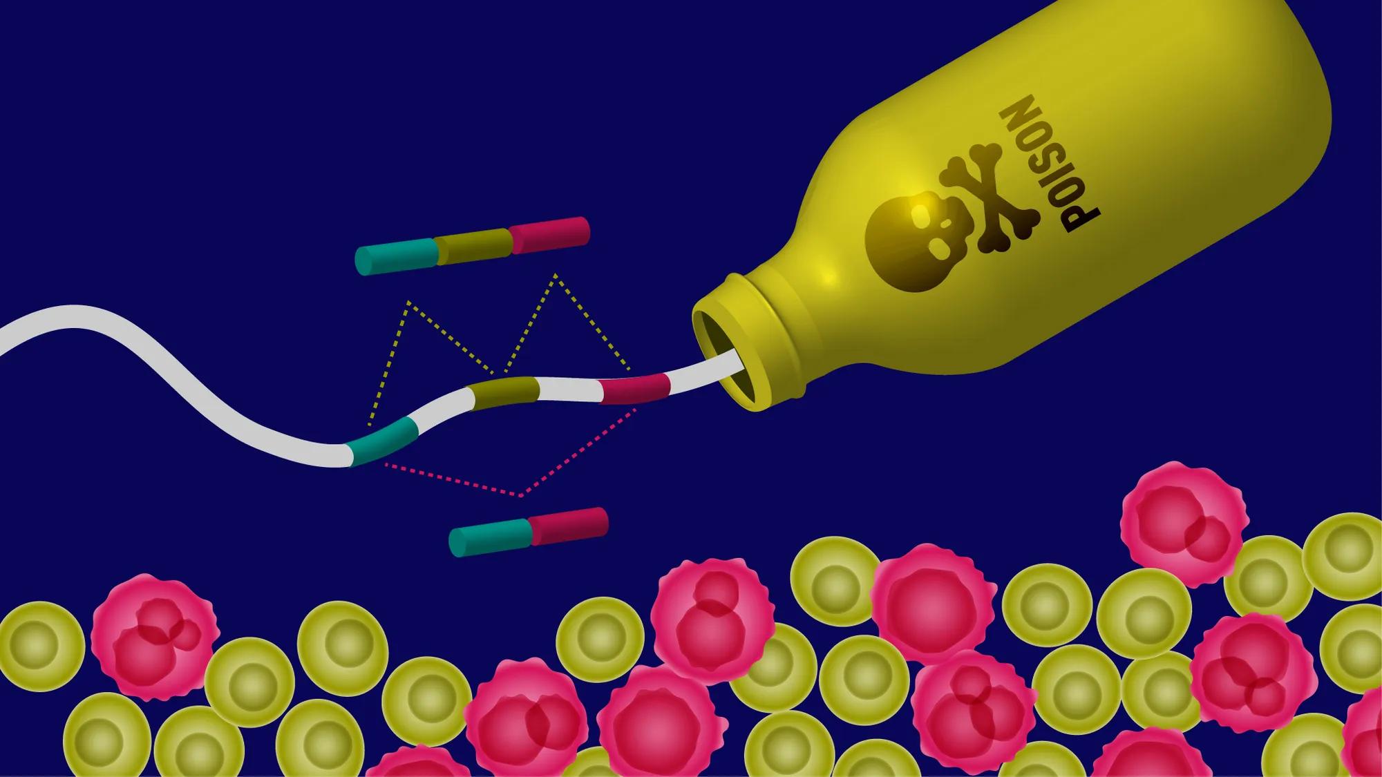 Scientists Discover Hidden ‘Master Switch’ That Triggers Skin Cancer and Disables Immunity - News Directory 3