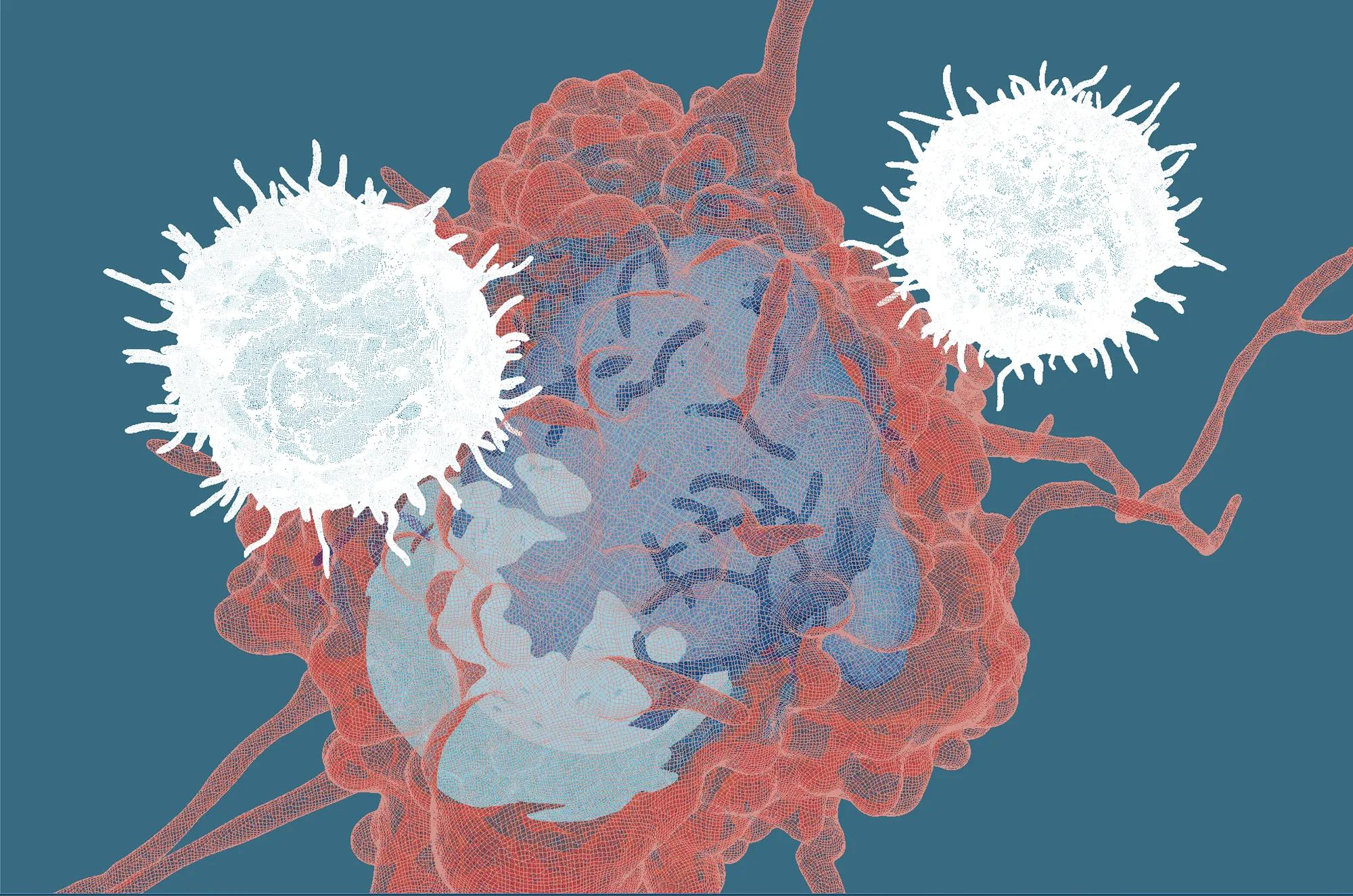 An artist’s rendering of a tumor cell being attacked by two cytotoxic T cells —  the specialized white blood cells that form the backbone of the body's adaptive immune system