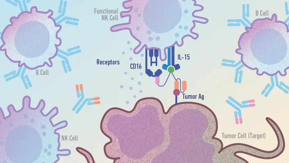 Mouse Models that Bridge the Gap in Immunotherapy Discovery