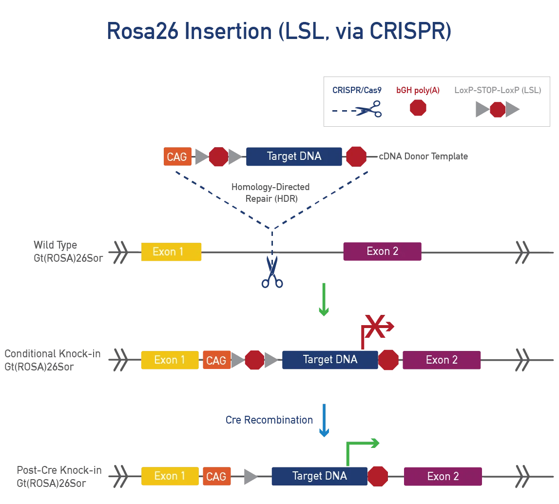 Rosa26 Insertion (LSL, via CRISPR)