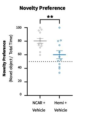 PS19 008169, Males, 6 months of age - Non-transgenic wild type mice (NCAR) display the natural preference for the novel object while PS19 transgenics (HEMI) do not