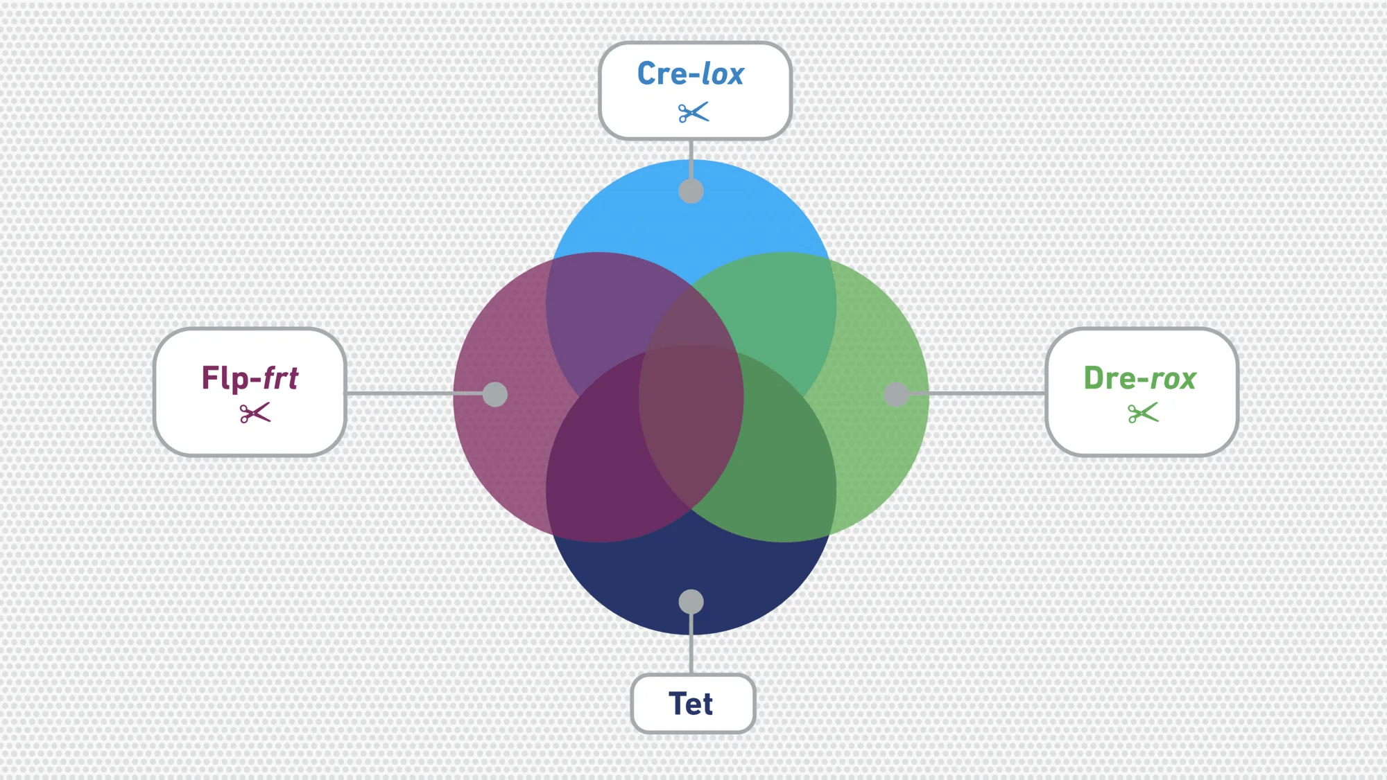 Cre-lox and Other Recombinase Systems: An Overview