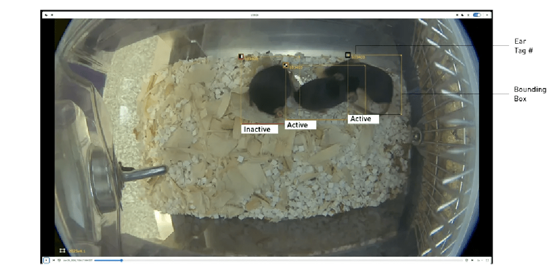 Software displays bounding box with ear tag number for easy identification. Downstream AI/ML processing assigned activity annotation tags for each animal.