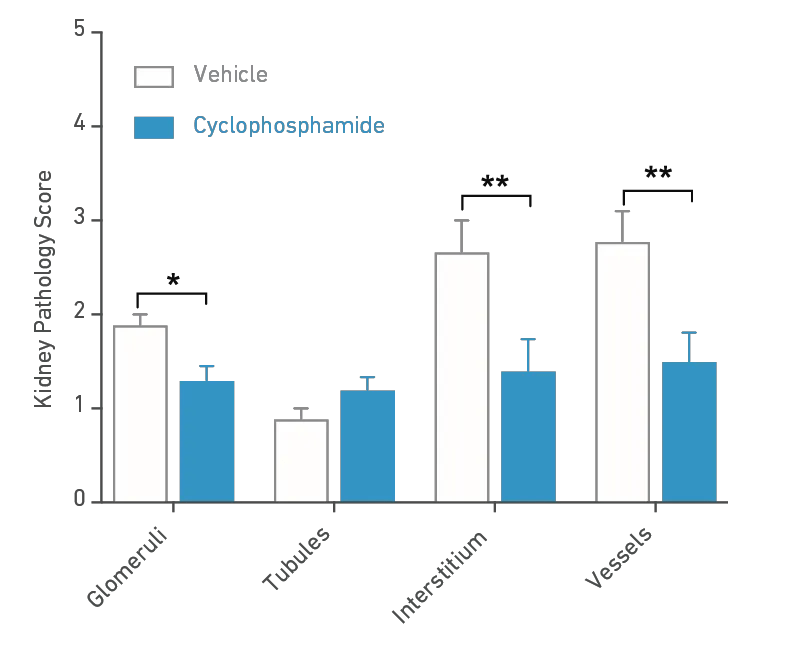 MRL-Lpr Model (000485) - Kidney Pathology Analysis