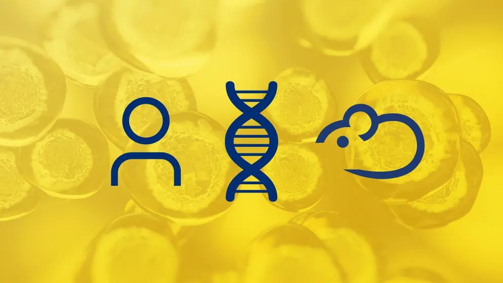 CD34+ Hematopoietic Stem Cell Humanized Mice: The Basics
