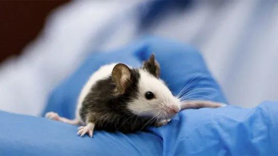 mouse in gloved hand