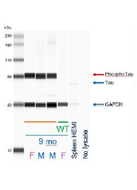 PS19 008169 - Phospho-Tau can be detected by WES analysis at 9 months (and as early as 3 months) in PS19