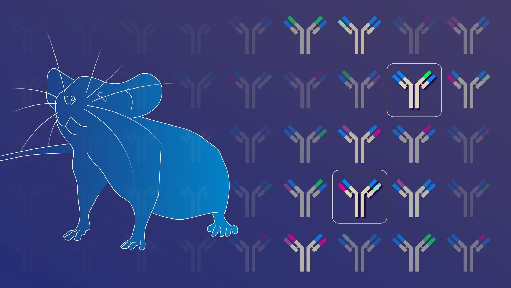 Next generation transgenic mice for antibody discovery are here!