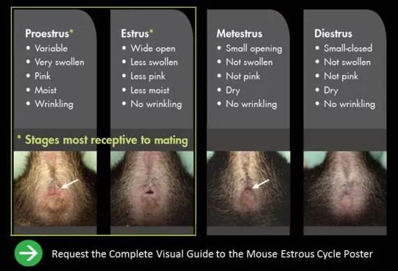 JAX Visual Guide to the Mouse Estrous Cycle