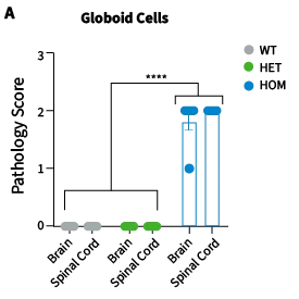 Krabbe Disease Model: B6.CE-Galc^twi/J 000845 - Quantification of globoid cell accumulation scored on a pathology scale (0-3). Globoid cells are absent in WT and HET tissue but markedly elevated in both brain and spinal cord of HOM animals.