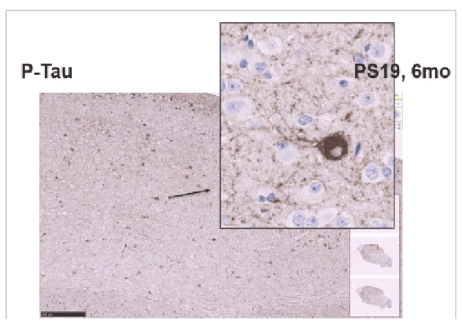 Biomarkers in PS19 mice are more reliable and reproducible than behavioral assays (P-Tau)